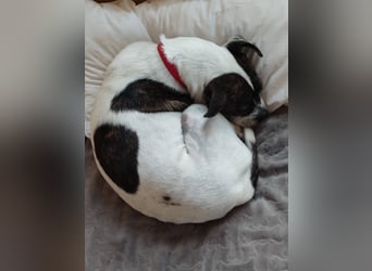 TYPISCH BOSTON TERRIER ⚡️IZZY⚡️- Bereits in Deutschland