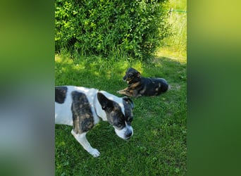 Liebe wilde Hummel ♦️IZZY♦️sucht ein Für•Immer•Zuhause !!