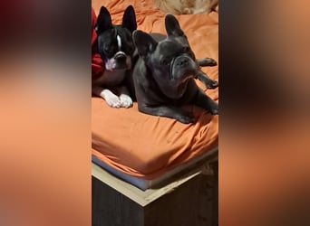 Boston Terrier und Franz. Bulldogge geb.2019 nur zusammen