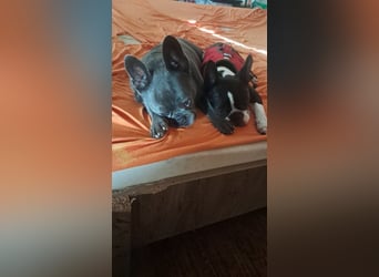 Boston Terrier und Franz. Bulldogge geb.2019 nur zusammen