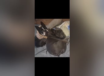 Boston Terrier und Franz. Bulldogge geb.2019 nur zusammen