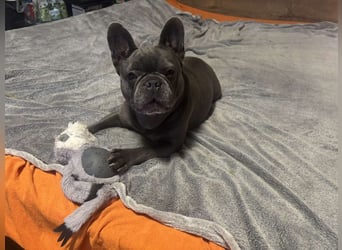 Boston Terrier und Franz. Bulldogge geb.2019 nur zusammen