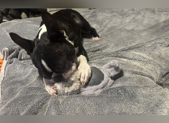 Boston Terrier und Franz. Bulldogge geb.2019 nur zusammen