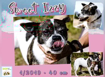 Typisch Frohnatur ♦️I Z Z Y ♦️ in der Cantinho da Milu ⏳ 1/2026