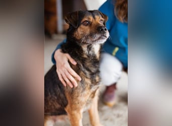 Terrier-Mix-Rüde RIKKI - ein lieber, treuer Senior sucht Liebe & Treue