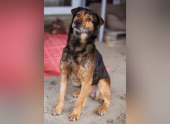 Terrier-Mix-Rüde ♥ Rikki ♥ aufgeschlossen, kuschlig-lieb, sucht endgültige Liebe