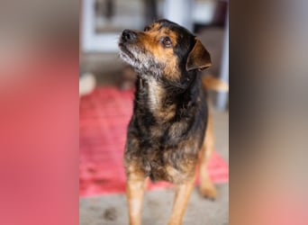 Terrier-Mix-Rüde RIKKI - ein lieber, treuer Senior sucht Liebe & Treue