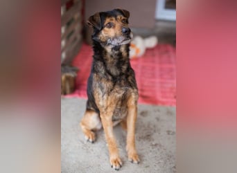Terrier-Mix-Rüde RIKKI - ein lieber, treuer Senior sucht Liebe & Treue