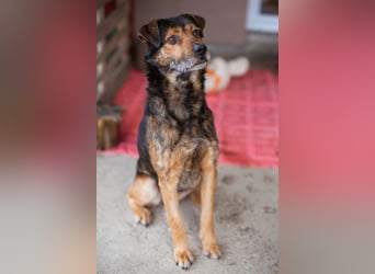 Lieber Terrier-Mix-Rüde ♥ Rikki ♥ sucht Treue & Liebe nun endlich für immer