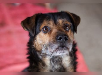 Terrier-Mix-Rüde ♥ Rikki ♥ aufgeschlossen, kuschlig-lieb, sucht endgültige Liebe