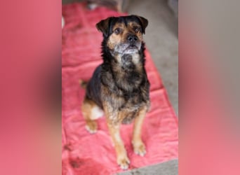 Terrier-Mix-Rüde RIKKI - ein lieber, treuer Senior sucht Liebe & Treue