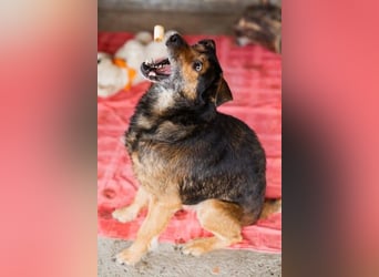 Terrier-Mix-Rüde RIKKI - ein lieber, treuer Senior sucht Liebe & Treue