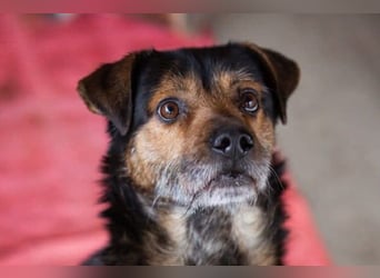 Terrier-Mix-Rüde RIKKI - ein lieber, treuer Senior sucht Liebe & Treue