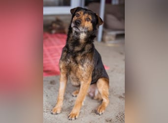 Terrier-Mix-Rüde RIKKI - ein lieber, treuer Senior sucht Liebe & Treue