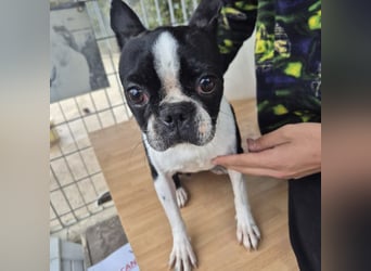 Aspen - lieb, clever und bereit für eine eigene Familie