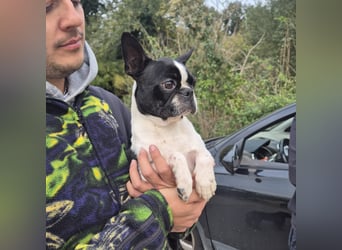 Aspen - lieb, clever und bereit für eine eigene Familie