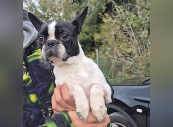 Aspen - lieb, clever und bereit für eine eigene Familie