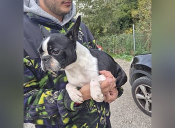 Aspen - lieb, clever und bereit für eine eigene Familie