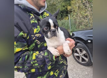 Aspen - lieb, clever und bereit für eine eigene Familie