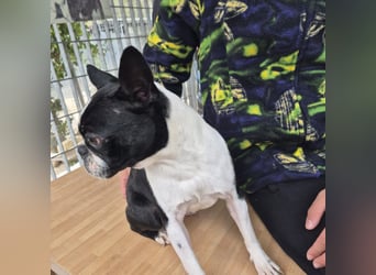 Aspen - lieb, clever und bereit für eine eigene Familie