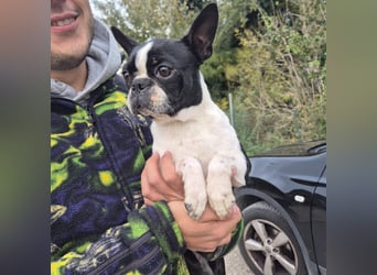 Aspen - lieb, clever und bereit für eine eigene Familie