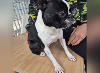 Aspen - lieb, clever und bereit für eine eigene Familie