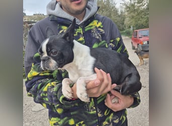 Aspen - lieb, clever und bereit für eine eigene Familie