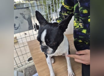 Aspen - lieb, clever und bereit für eine eigene Familie