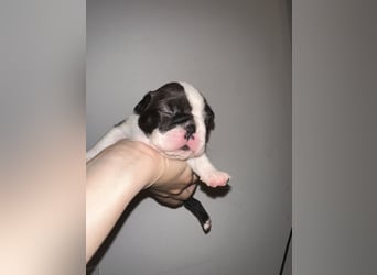 FCI Boston Terrier Welpe – Ximena Nero di Angelo