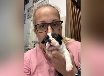 FCI Boston Terrier Welpe – Ximena Nero di Angelo