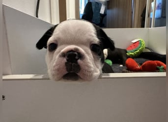 FCI Boston Terrier Welpe – Xanax Nero di Angelo