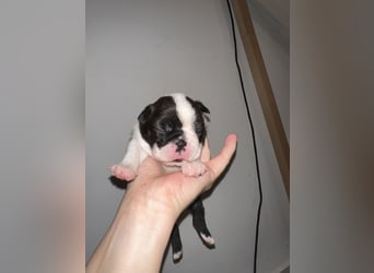 FCI Boston Terrier Welpe – Ximena Nero di Angelo