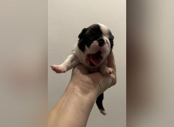 FCI Boston Terrier Welpe – Ximena Nero di Angelo