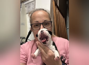 FCI Boston Terrier Welpe – Xanax Nero di Angelo