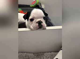 FCI Boston Terrier Welpe – Xanax Nero di Angelo