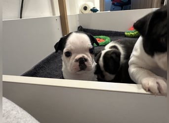 FCI Boston Terrier Welpe – Xanax Nero di Angelo