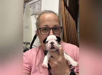 FCI Boston Terrier Welpe – Xanax Nero di Angelo