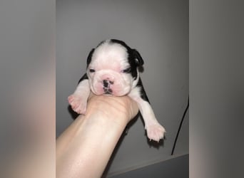 FCI Boston Terrier Welpe – Xanax Nero di Angelo
