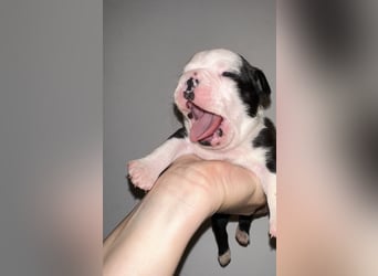 FCI Boston Terrier Welpe – Xanax Nero di Angelo