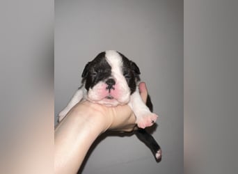 FCI Boston Terrier Welpe – Ximena Nero di Angelo
