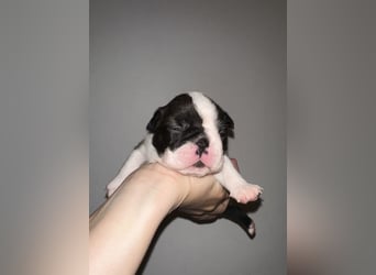 FCI Boston Terrier Welpe – Ximena Nero di Angelo