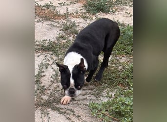 Bella, schüchterne Boston Terrier Hündin geb. 04/2021