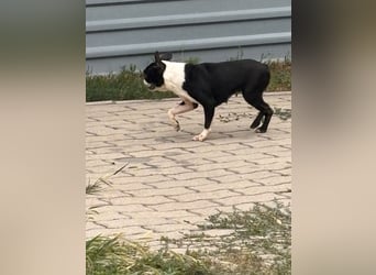 Bella, schüchterne Boston Terrier Hündin geb. 04/2021