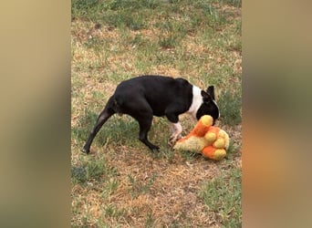 Bella, schüchterne Boston Terrier Hündin geb. 04/2021
