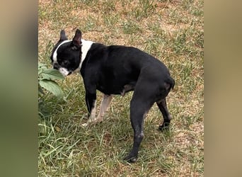 Bella, schüchterne Boston Terrier Hündin geb. 04/2021
