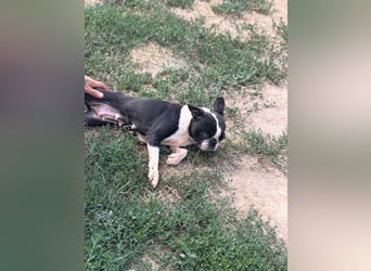 Bella, schüchterne Boston Terrier Hündin geb. 04/2021
