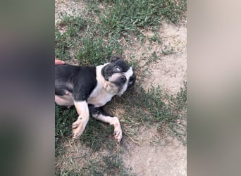 Bella, schüchterne Boston Terrier Hündin geb. 04/2021