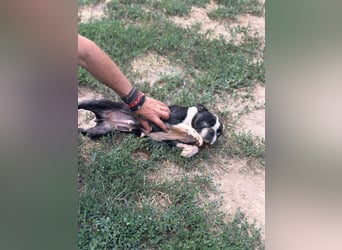 Bella, schüchterne Boston Terrier Hündin geb. 04/2021
