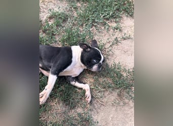 Bella, schüchterne Boston Terrier Hündin geb. 04/2021