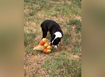 Bella, schüchterne Boston Terrier Hündin geb. 04/2021